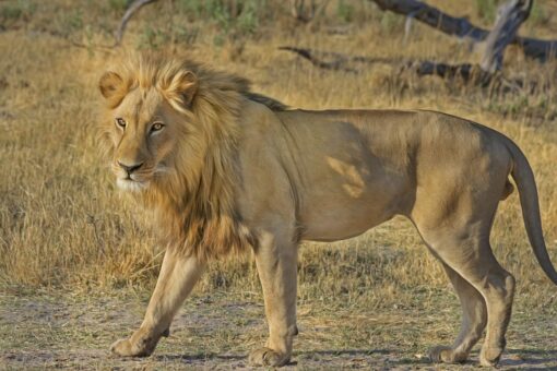 Safari lion