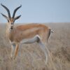 Safari Antelope