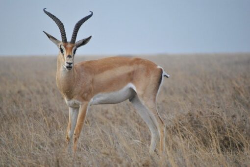 Safari Antelope