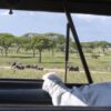 Safari Elephants