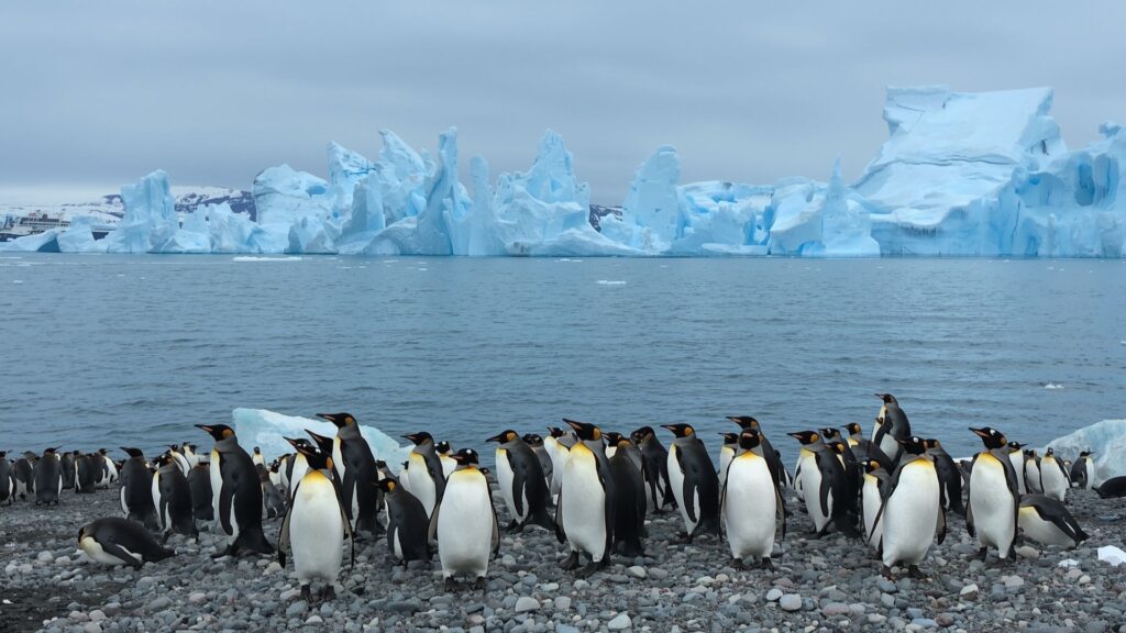 Antarctic penguin colony icebergs expedition cruise The Great Adventure of 2019 polar exploration