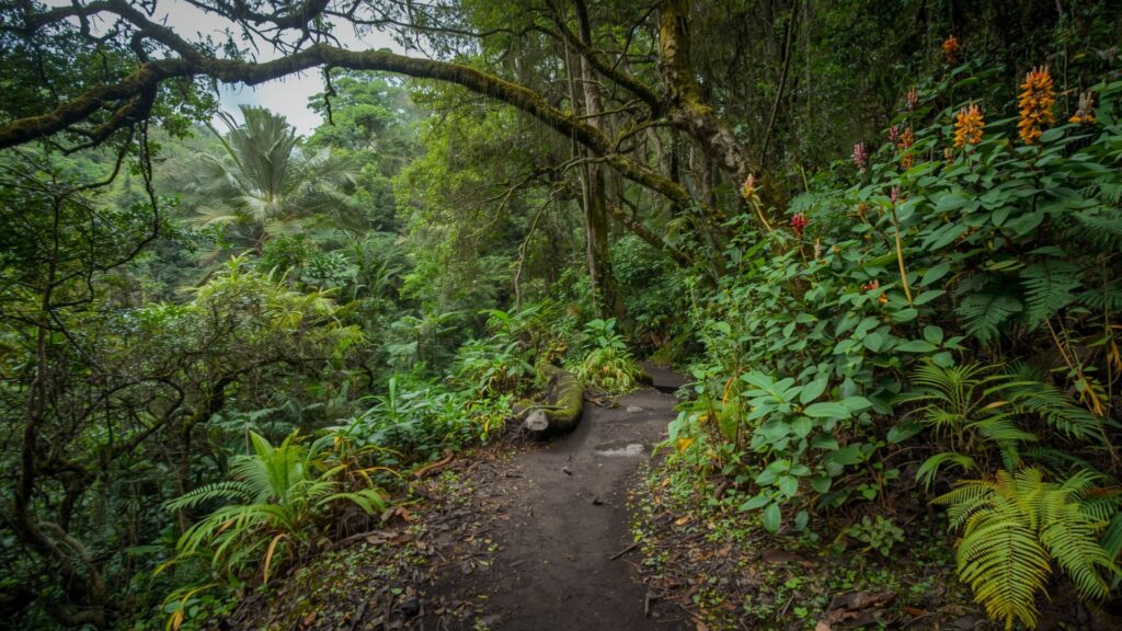 Rainforest climate zone at base before Irish harpist conquers Kilimanjaro climbing to summit