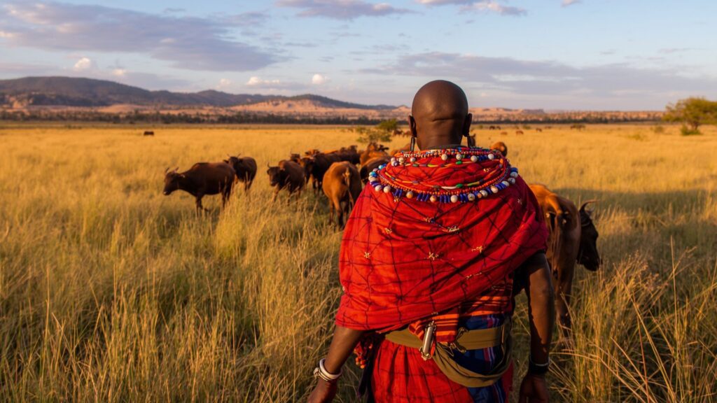 Culture of the Maasai tribe demonstrates traditional pastoralism with herder guiding cattle across grazing lands